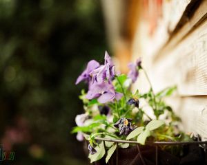 TESTFOTO'S 6D-3