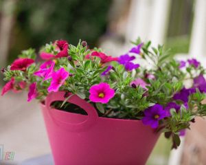 TESTFOTO'S 6D-4